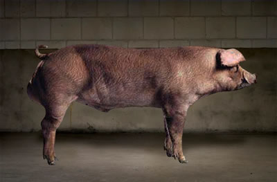 Norsvin Duroc