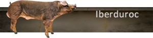 Iberduroc