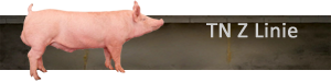 TN Z Linie