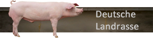 Deutsche Landrasse