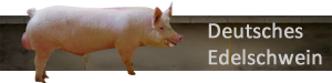Deutsches Edelschwein